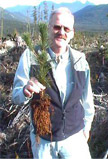 White pine root